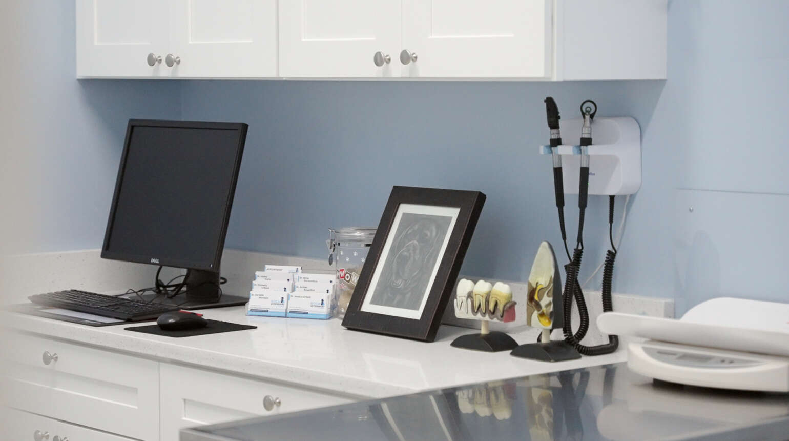 Complex Diagnostics | Boca Raton Emergency Veterinary Clinic