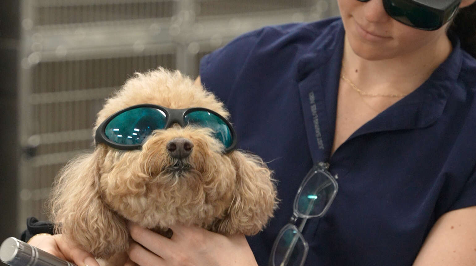 Rehabilitation | Boca Raton Emergency Veterinary Clinic