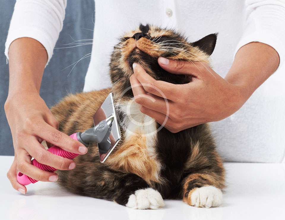 Person grooming a fluffy cat with a brush, enhancing pet's fur health.