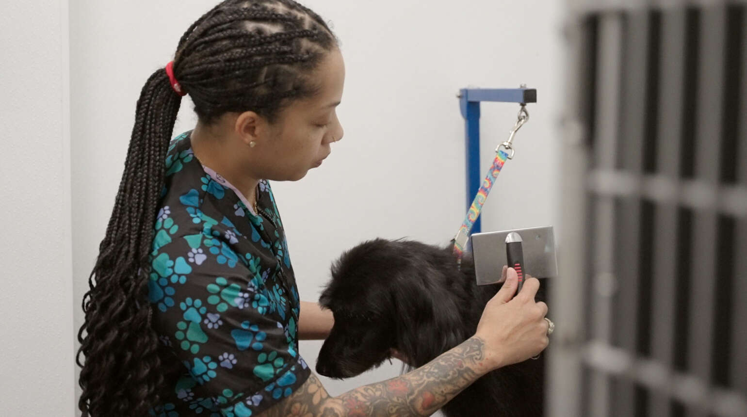 Grooming | | Boca Raton Veterinary Clinic