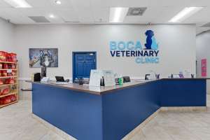 Reception area of Boca Veterinary Clinic with blue counter and pet products displayed on shelves.