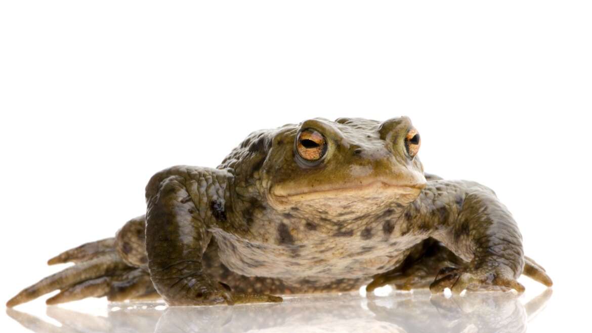 Bufo Toad Poisoning in Boca Raton: What Pet Owners Need to Know
