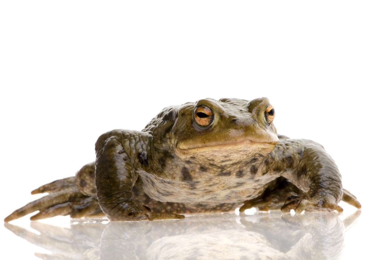 Bufo Toad Poisoning in Boca Raton: What Pet Owners Need to Know