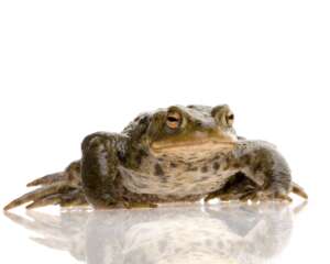 Bufo Toad Poisoning in Boca Raton: What Pet Owners Need to Know