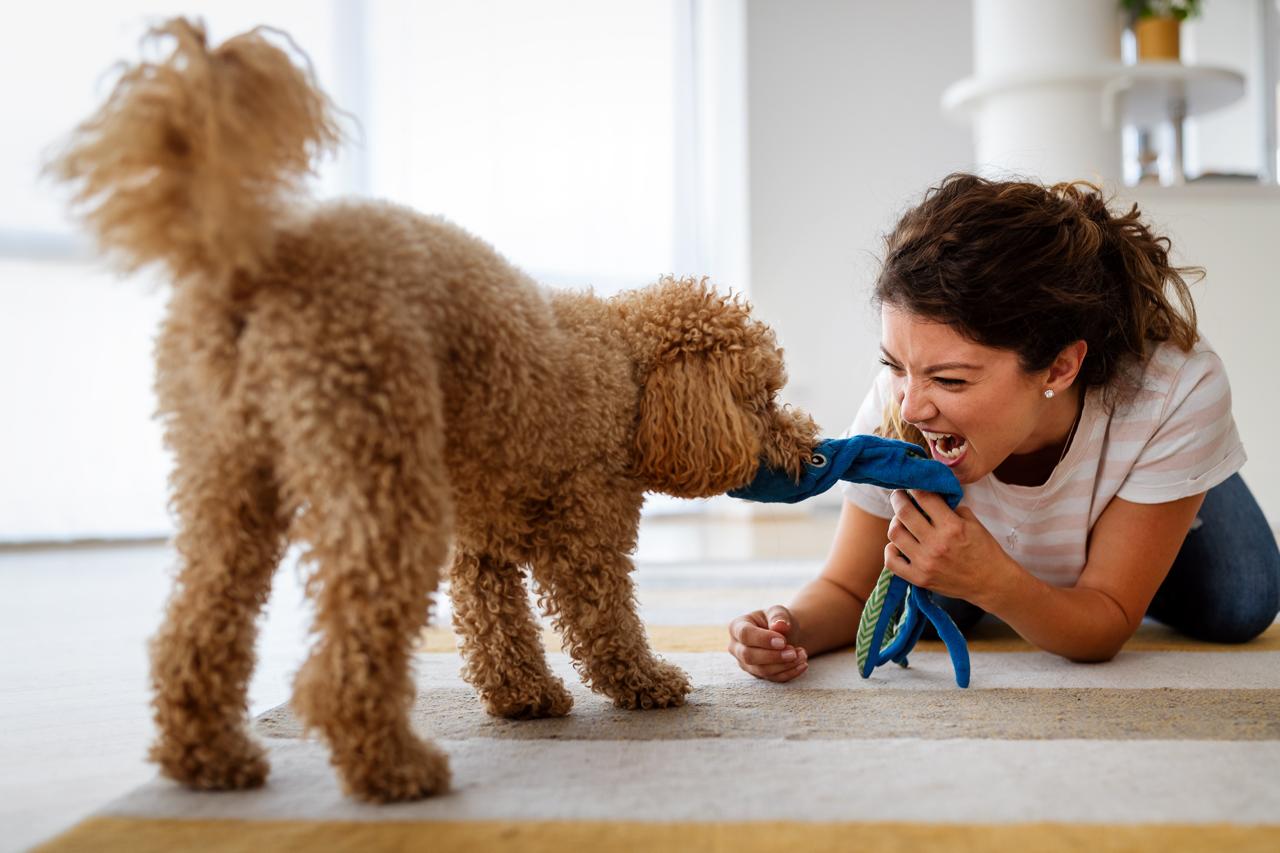 Emergency Care Tips for Pet Owners in Boca Raton