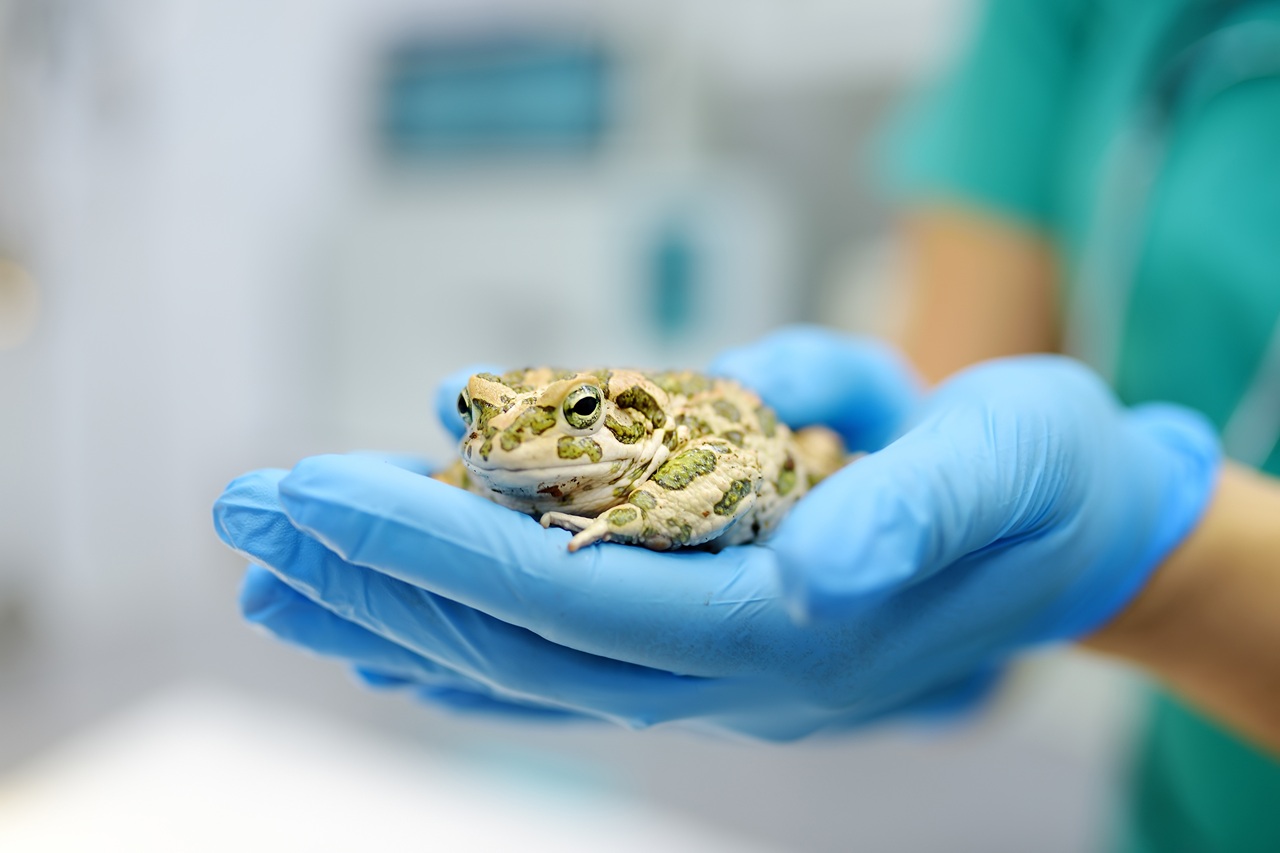 Boca Raton, FL Bufo (Cane) Toad Removal & Prevention